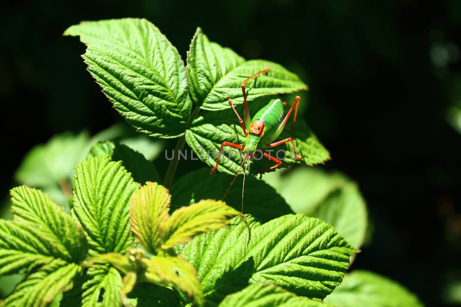 The picture shows a grasshopper on a raspberry leaf.