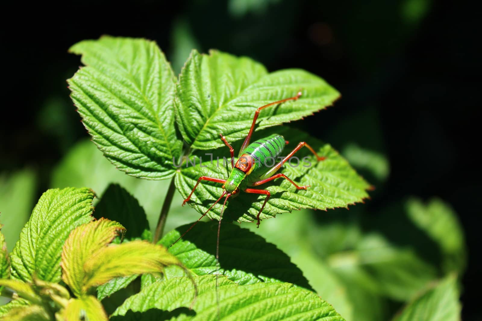 grasshopper on a raspberry leaf by martina_unbehauen
