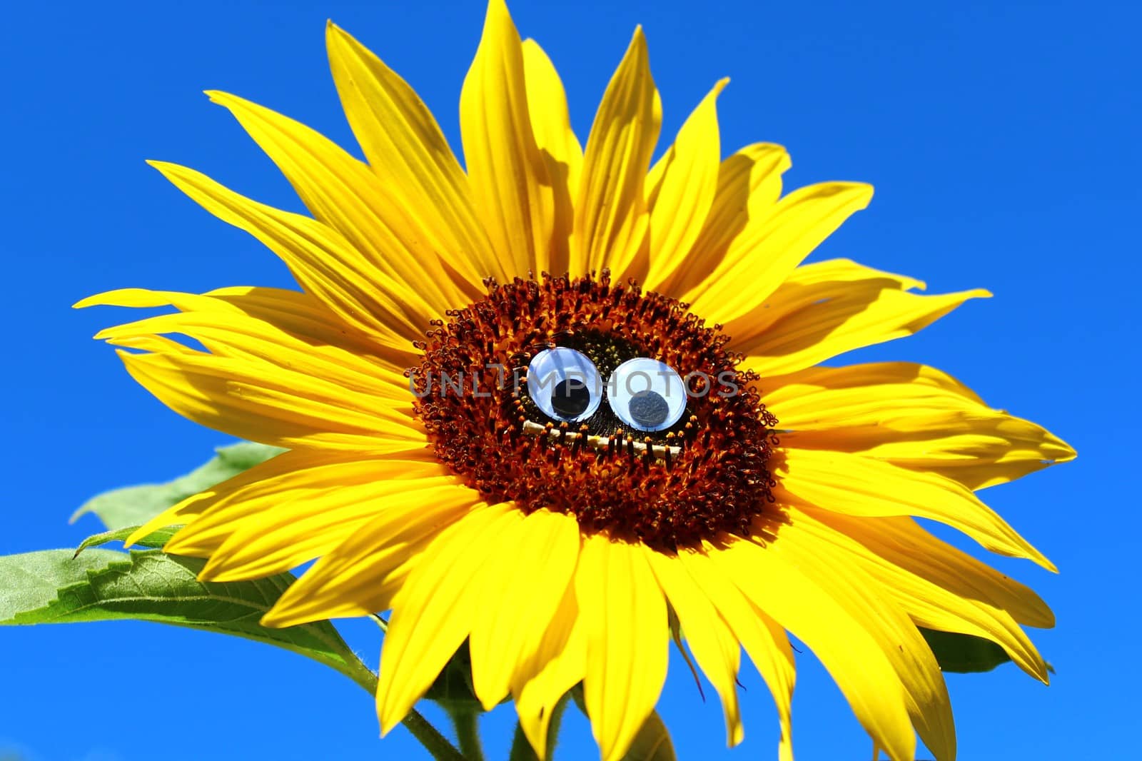 The picture shows a funny sunflower with a face.