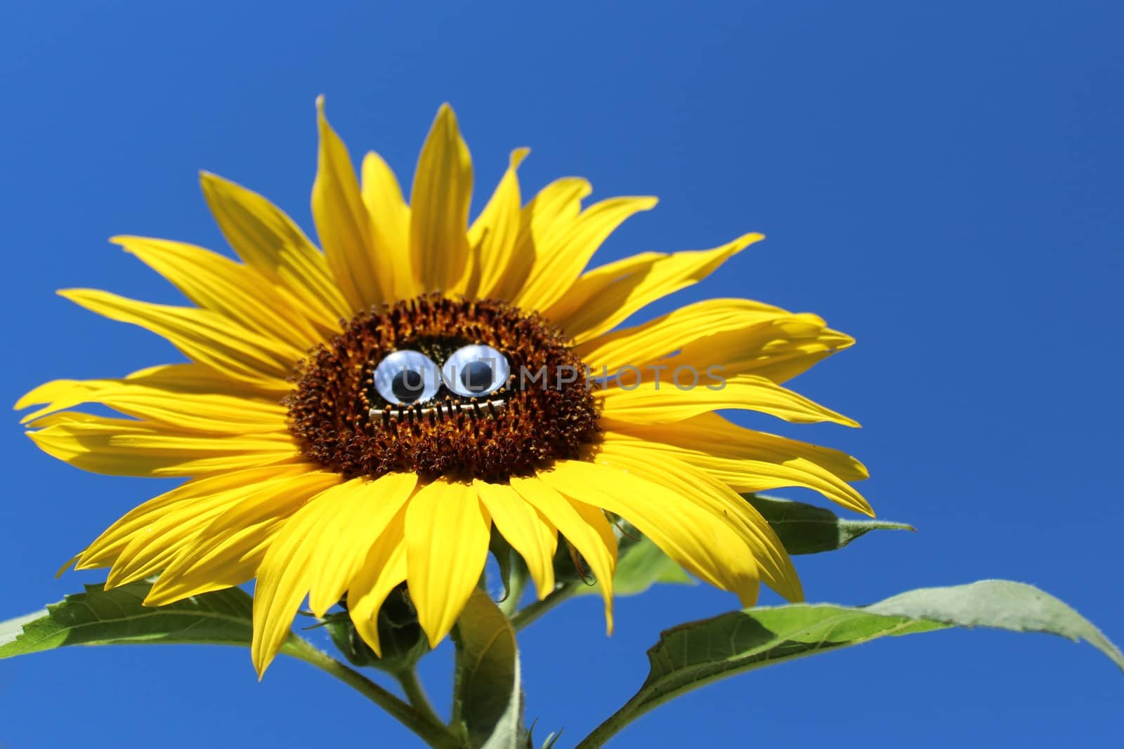 The picture shows a funny sunflower with a face.