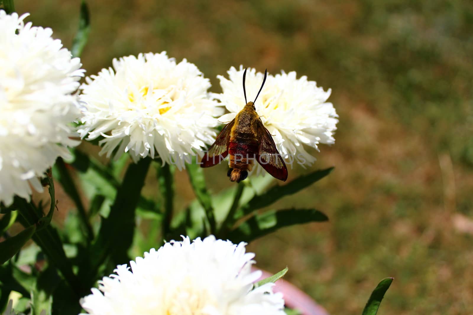 hummingbird hawk moth on a flower by martina_unbehauen