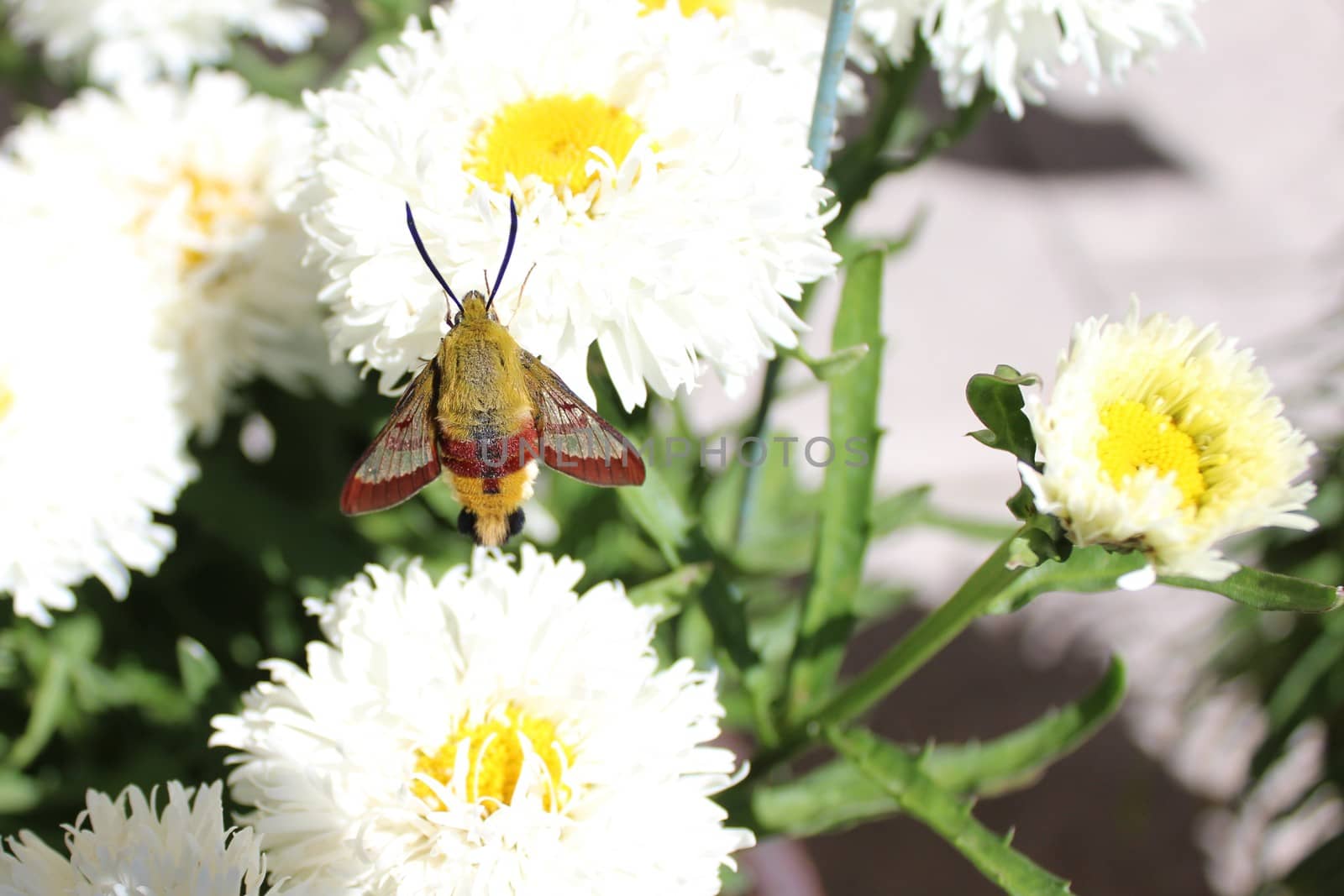 hummingbird hawk moth on a flower by martina_unbehauen