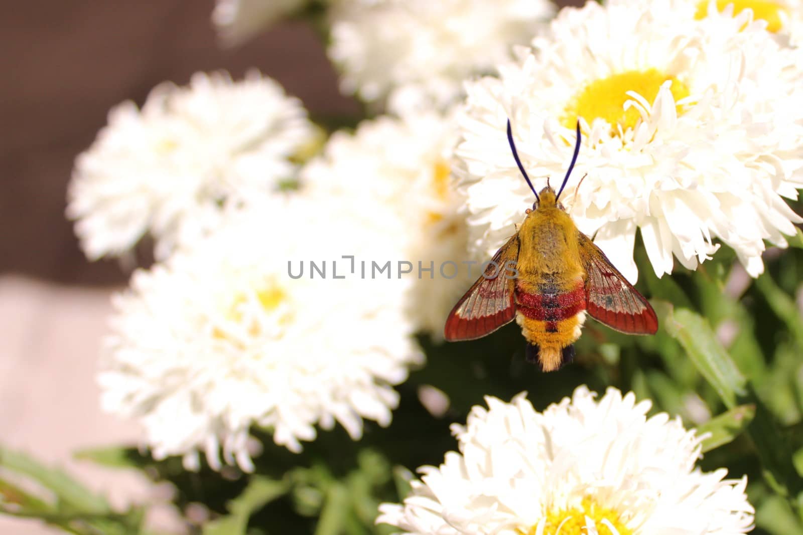 The picture shows a hummingbird hawk moth on a flower.