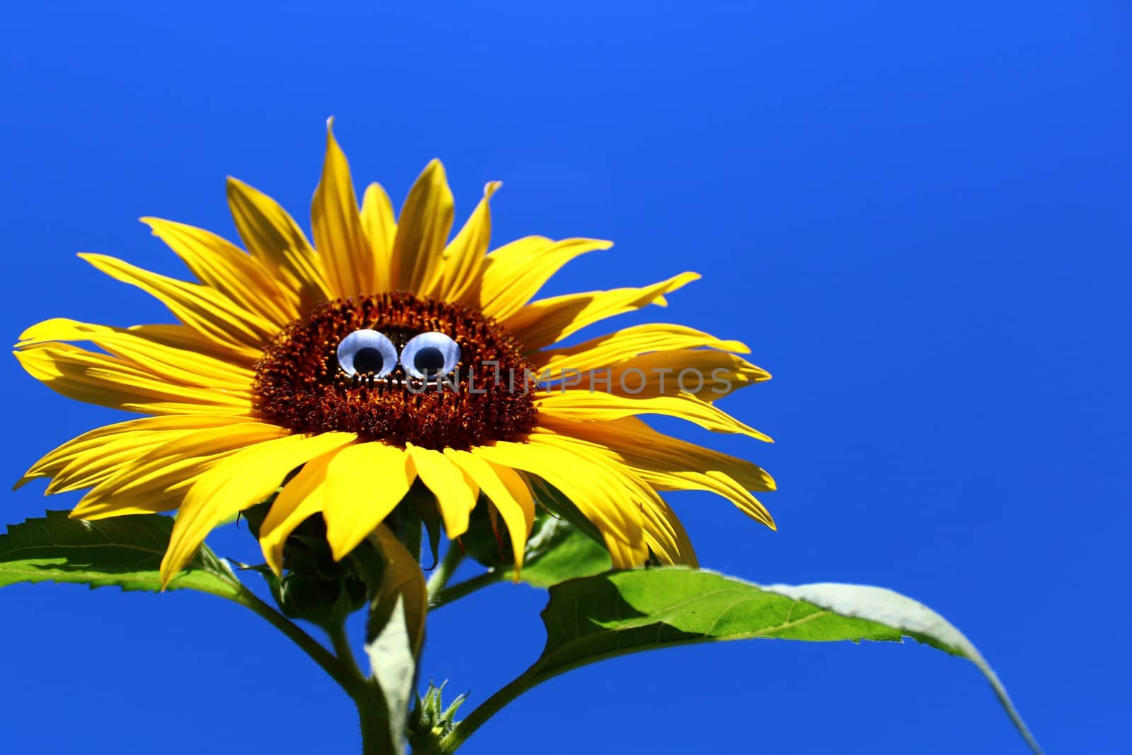 funny sunflower with a face by martina_unbehauen