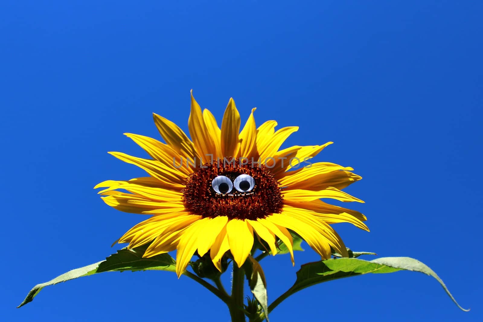 funny sunflower with a face by martina_unbehauen