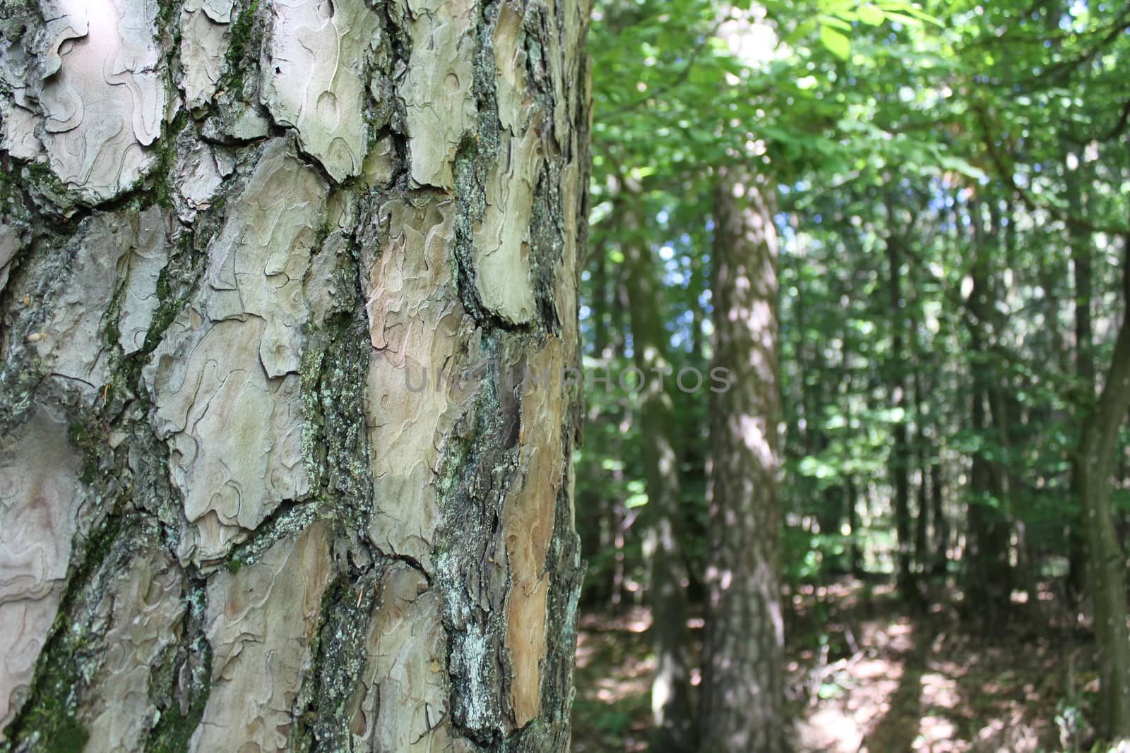 The picture shows a bark of a tree and trees.