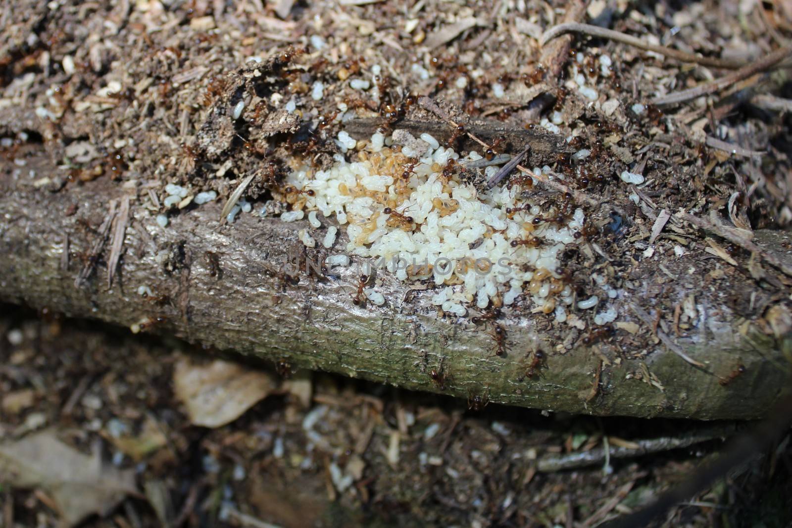 The picture shows red ants in the forest.