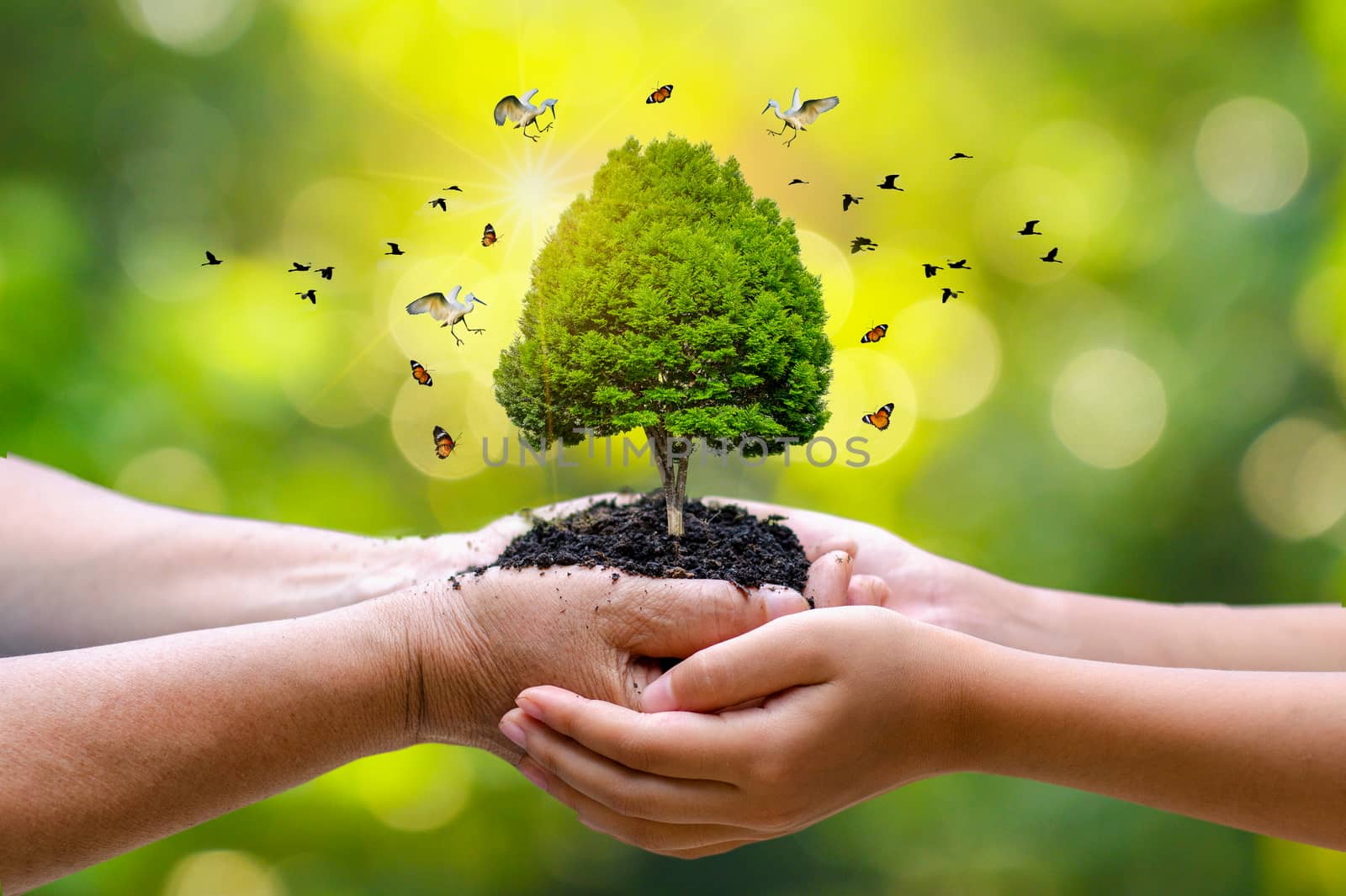 In the hands of trees growing seedlings. Bokeh green Background Female hand holding tree on nature field grass Forest conservation concept by sarayut_thaneerat