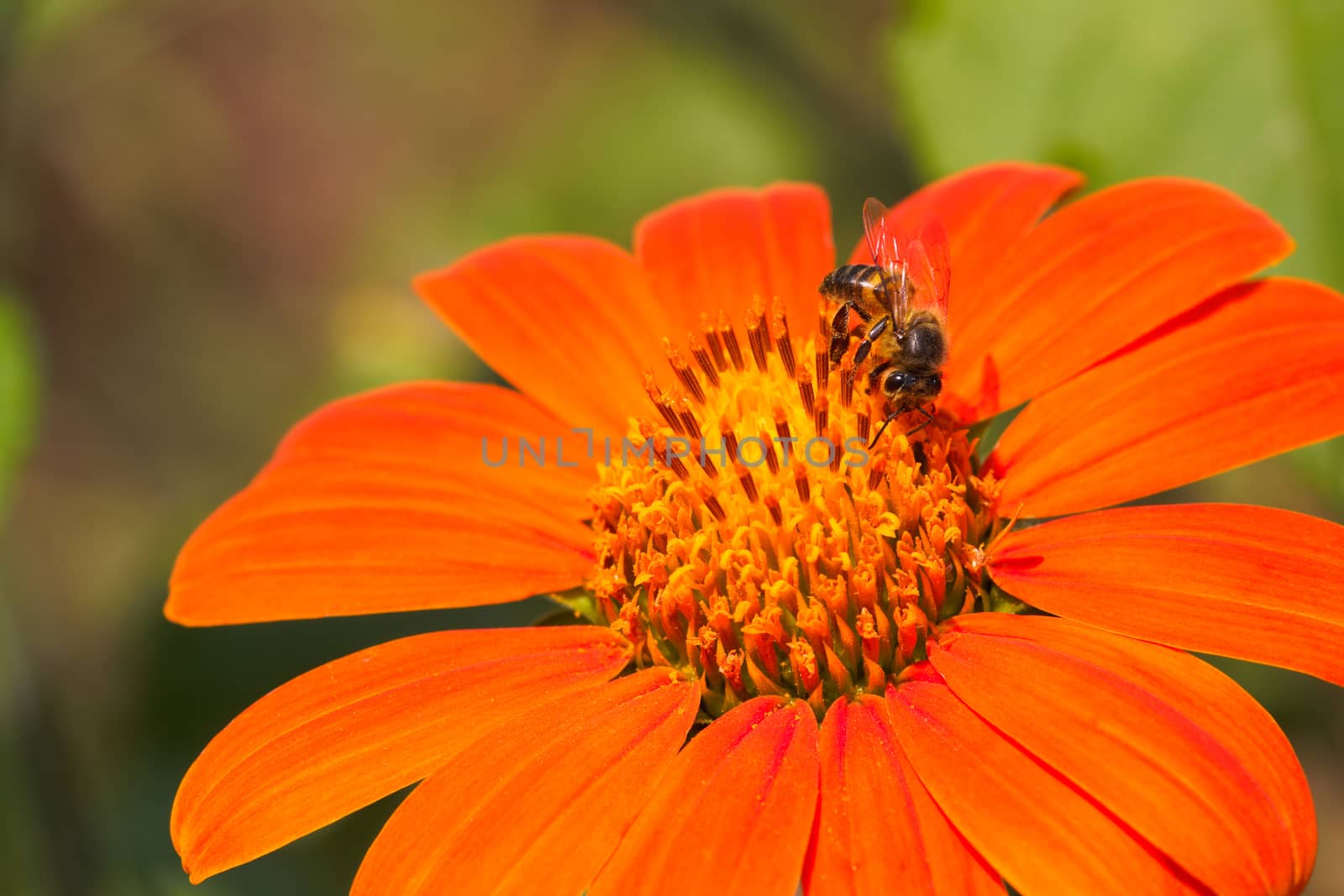 African Honey Bee On A Red Sunflower (Apis mellifera scutellata) by jjvanginkel