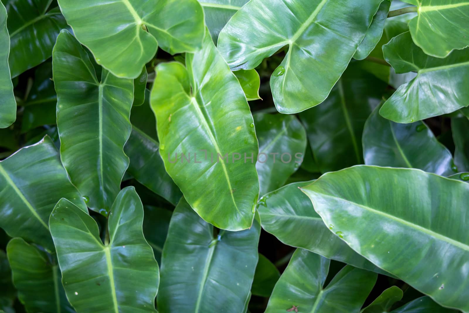 Close Up green leaf under sunlight in the garden. Natural backgr by teerawit