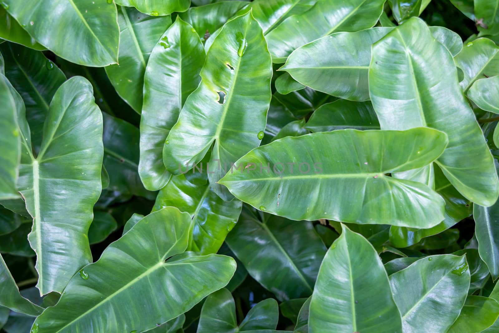 Close Up green leaf under sunlight in the garden. Natural backgr by teerawit