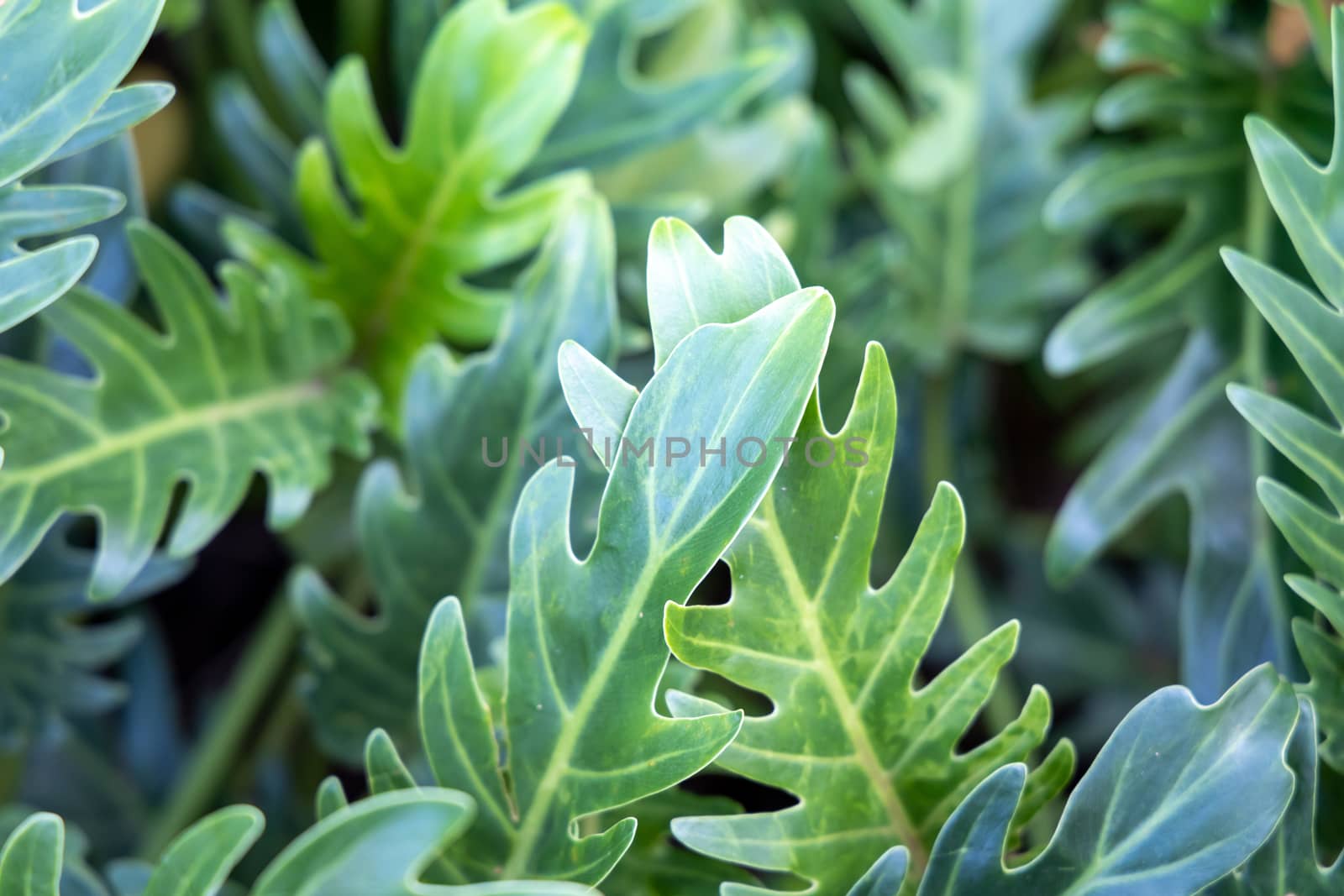 Close Up green leaf under sunlight in the garden. Natural background with copy space.