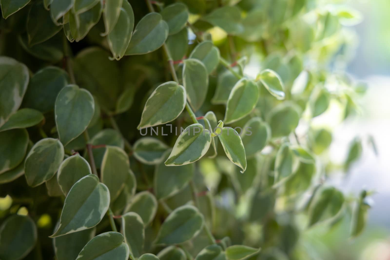 Close Up green leaf under sunlight in the garden. Natural backgr by teerawit