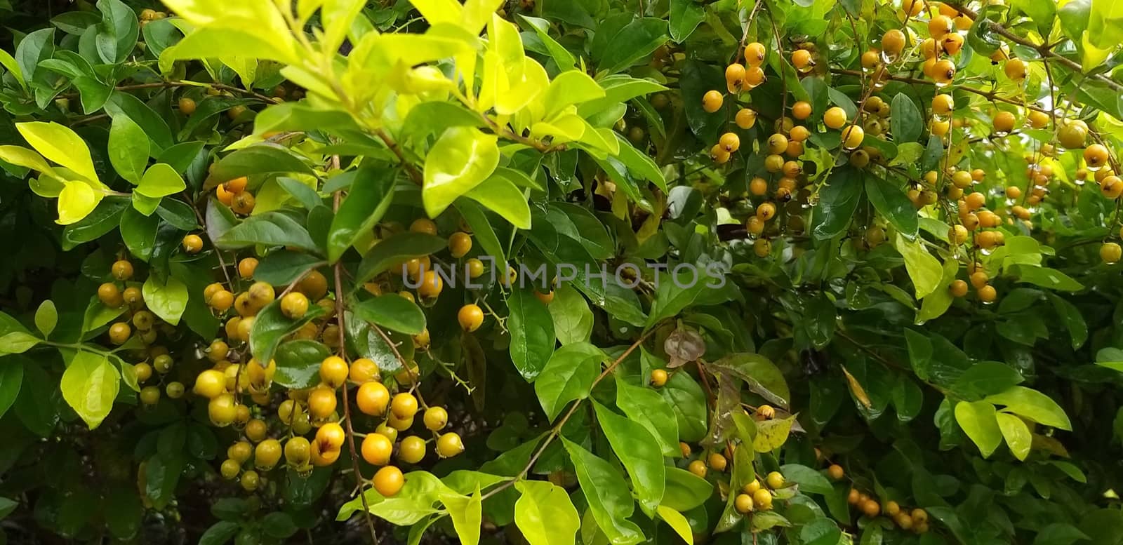 some fruits on a tree