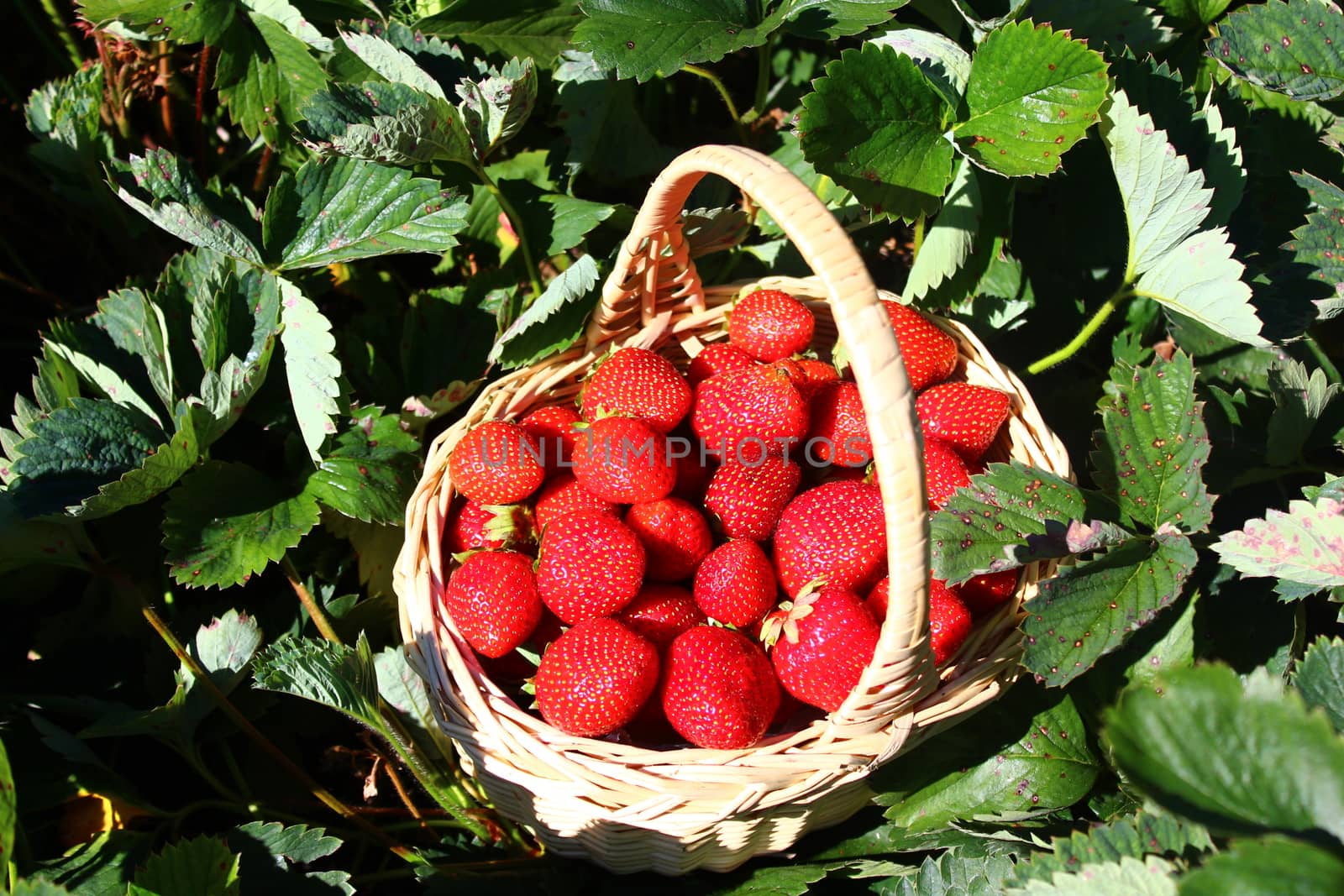 The picture shows strawberries in a strawberry field.