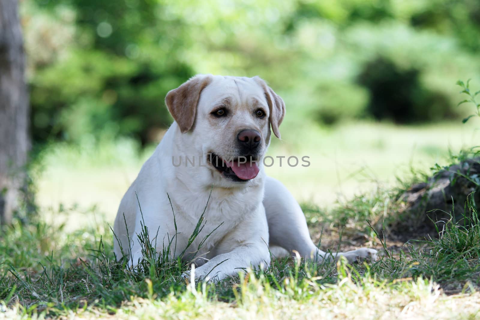 yellow labrador sitting in the park