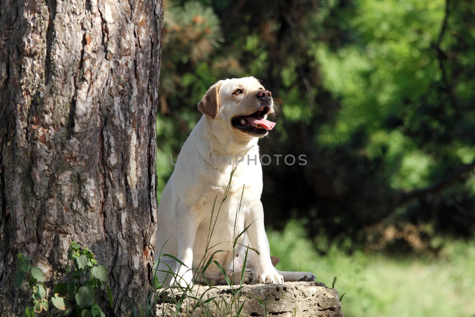 a yellow labrador sitting in the park