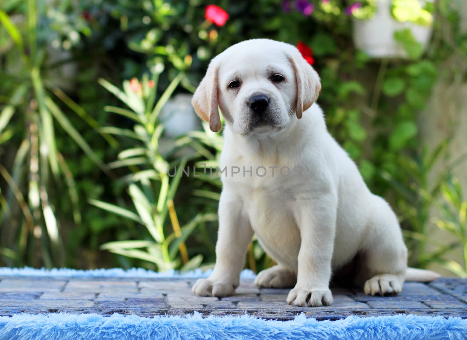 the little yellow labrador puppy sitting on blue background