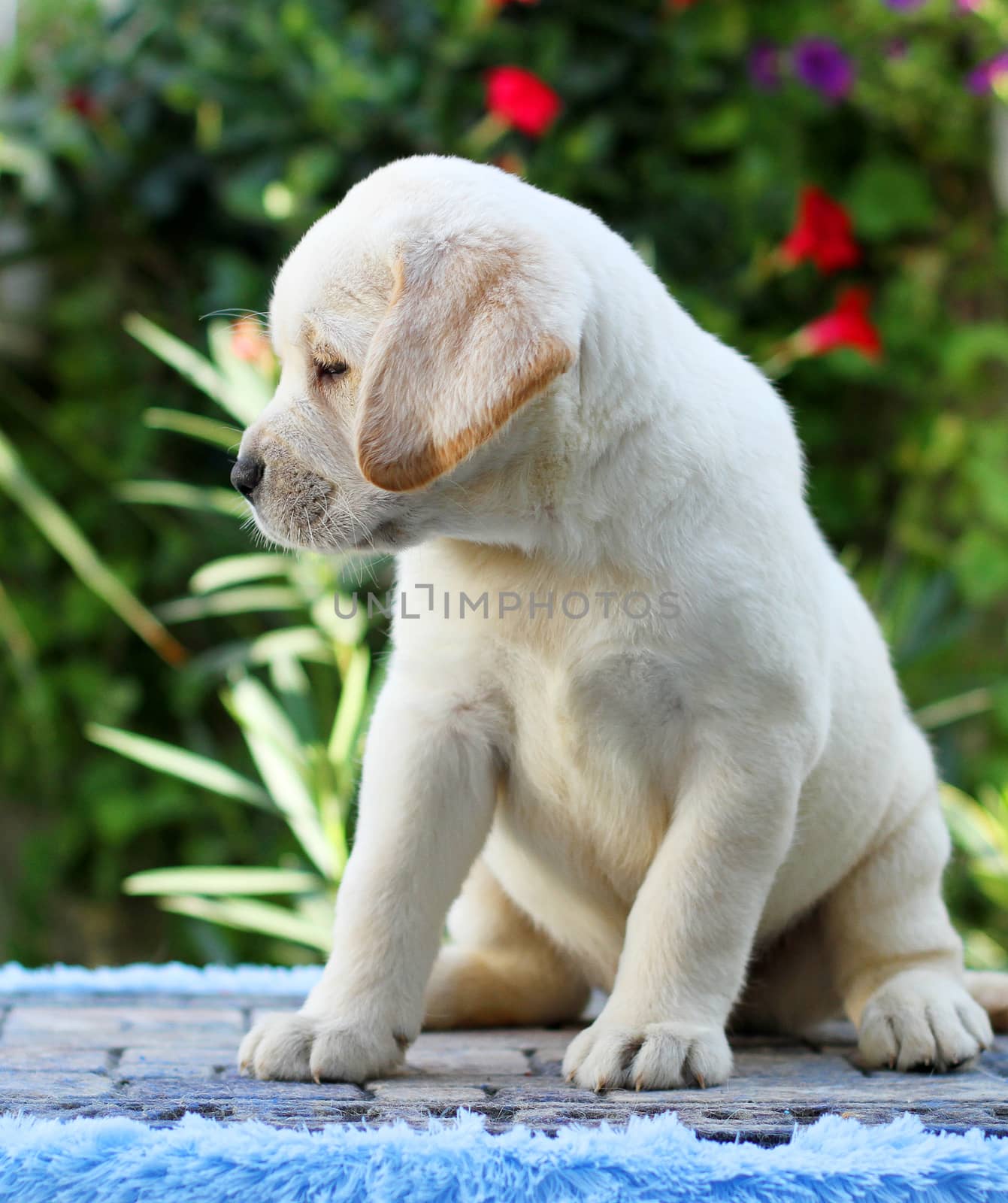 a little yellow labrador puppy sitting on blue background