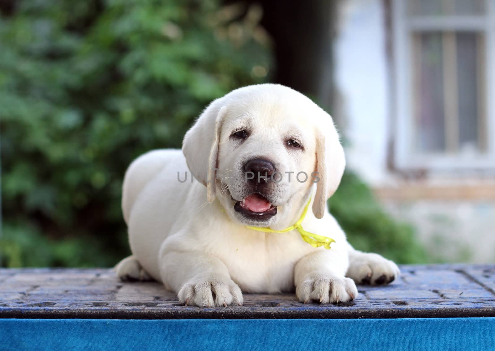 little yellow labrador puppy sitting on blue background