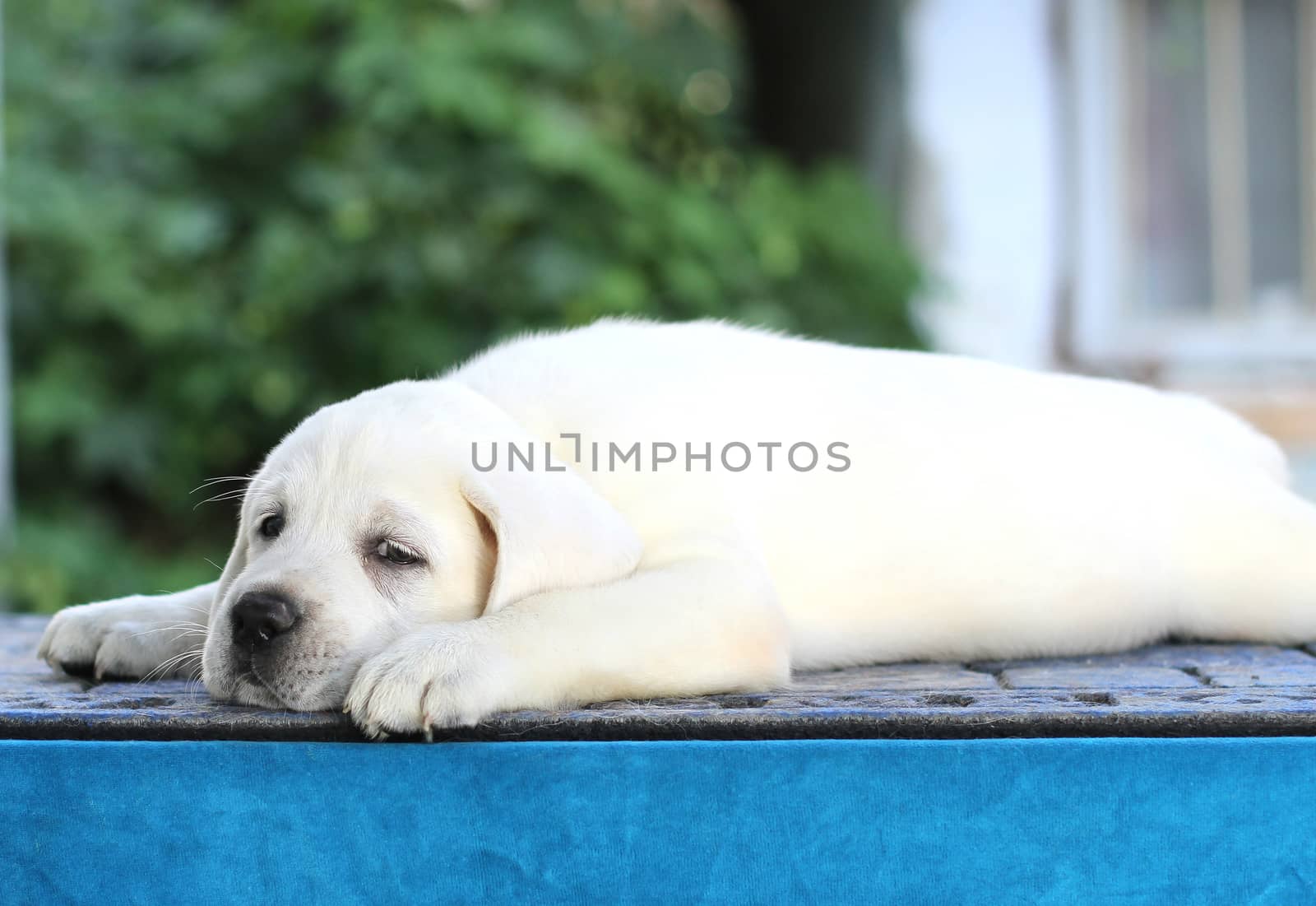sweet little yellow labrador puppy sitting on blue background