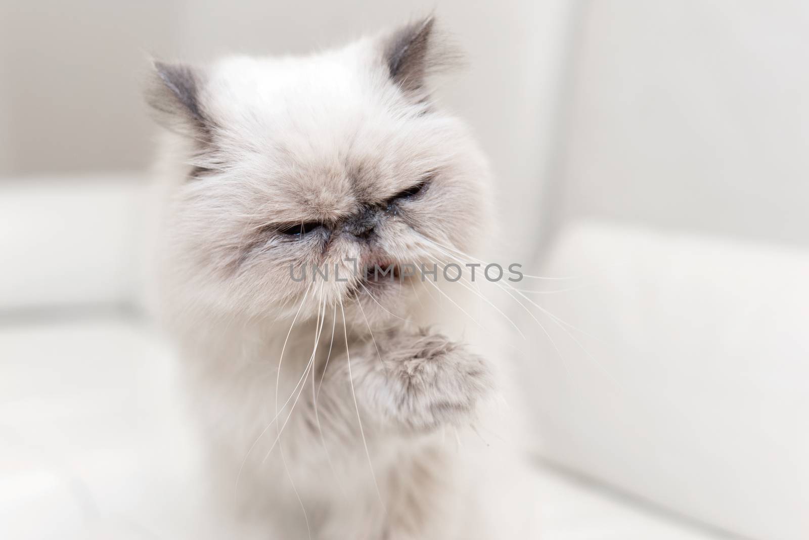 Cute persian cat portrait on white sofa