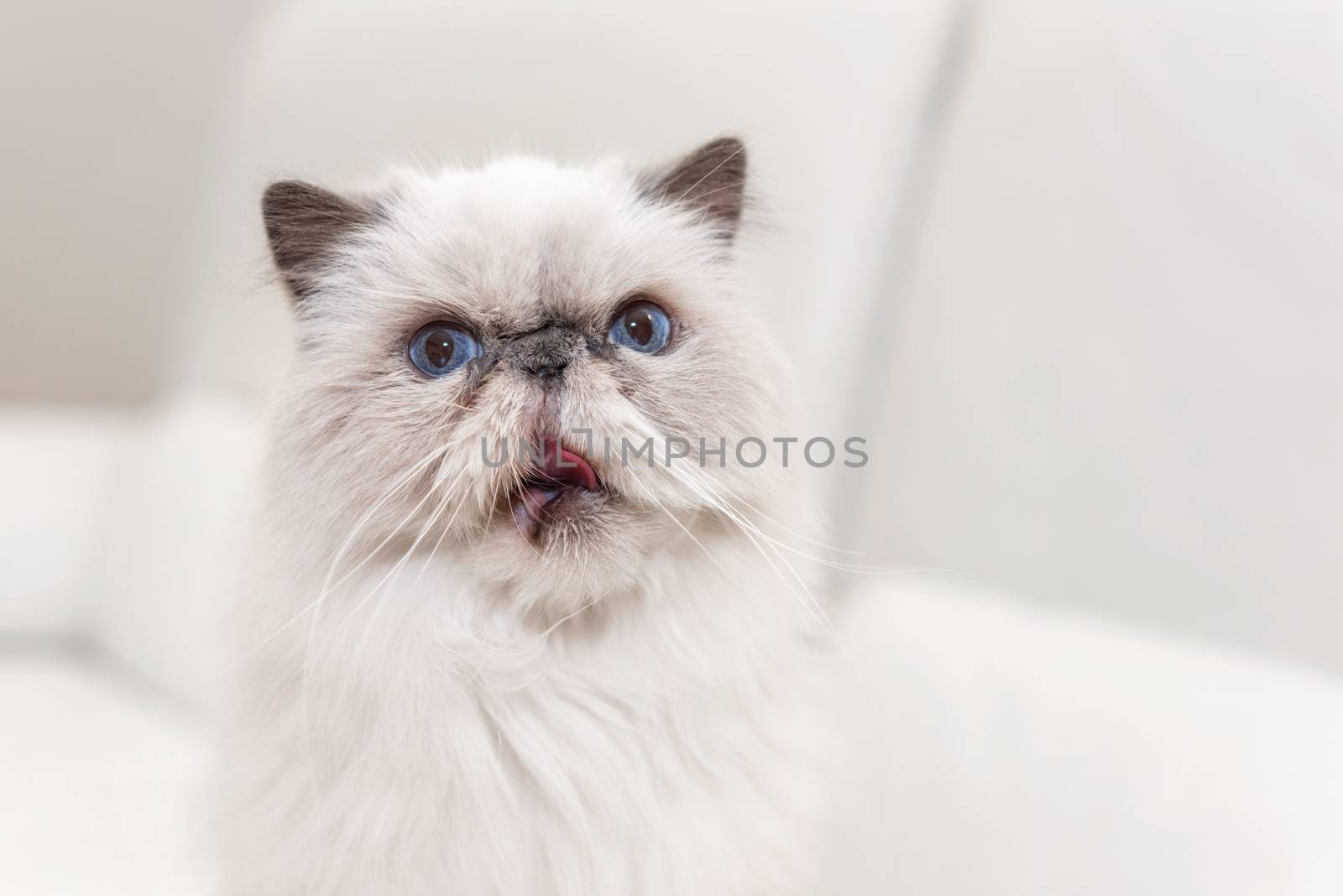 Cute persian cat portrait on white sofa by HERRAEZ