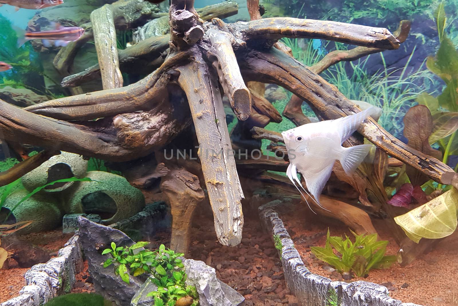Indoor aquarium. A tropical freshwater aquarium with green plants and decoration.