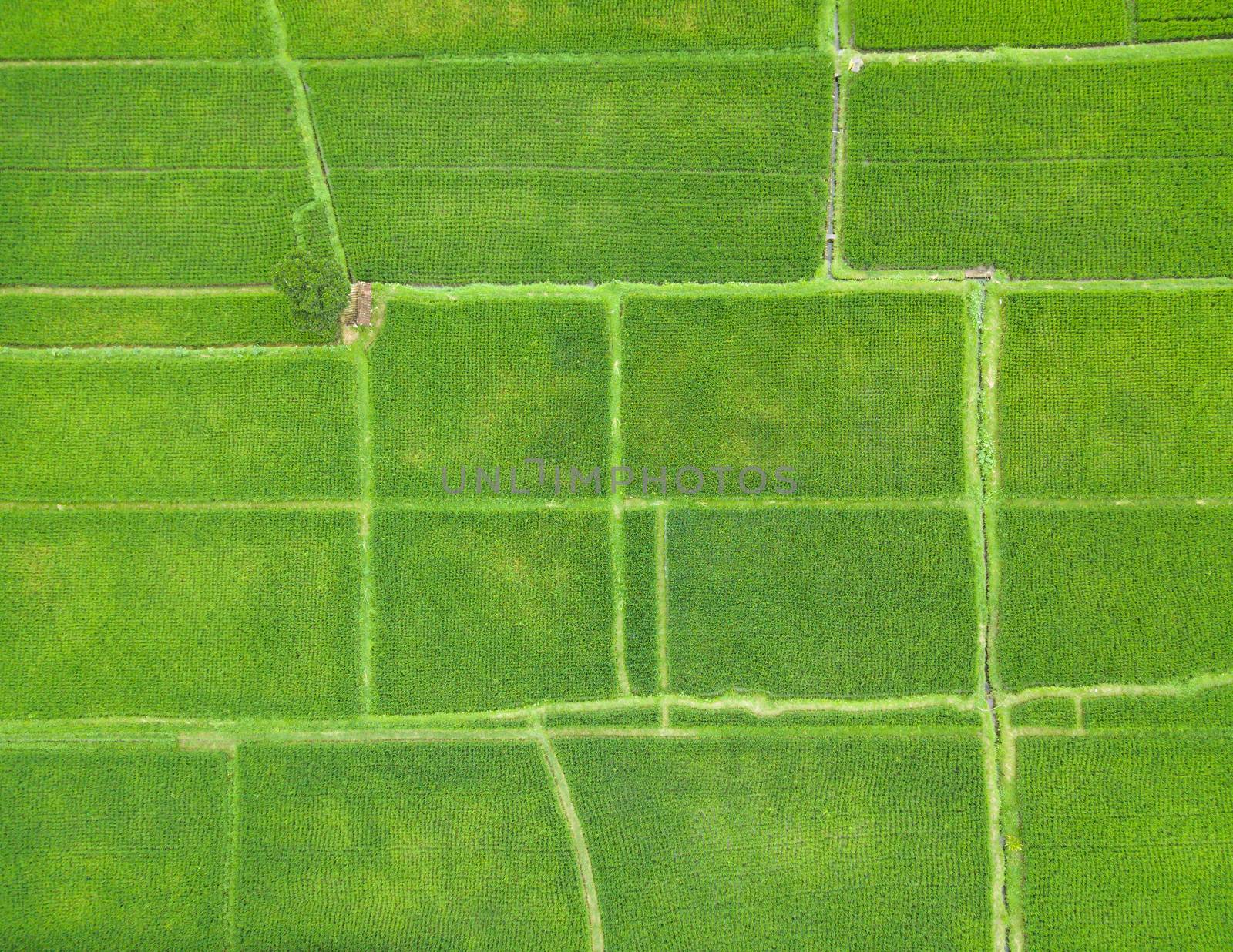 Top down aerial view of rice paddy fields in Bali, Indonesia