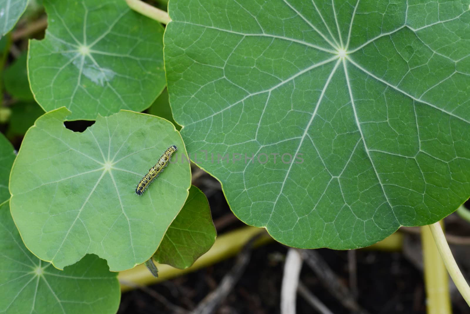 Small cabbage white caterpillar crawls across a nasturtium leaf with copy space on green foliage