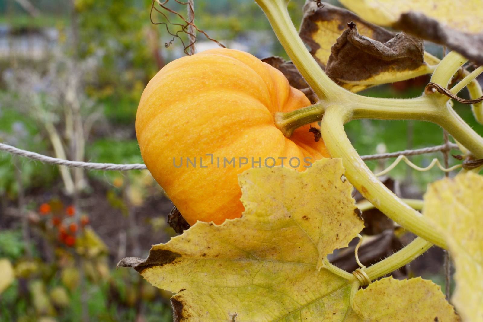 Small Jack Be Little pumpkin grows on a vine in early autumn with yellow, dying foliage