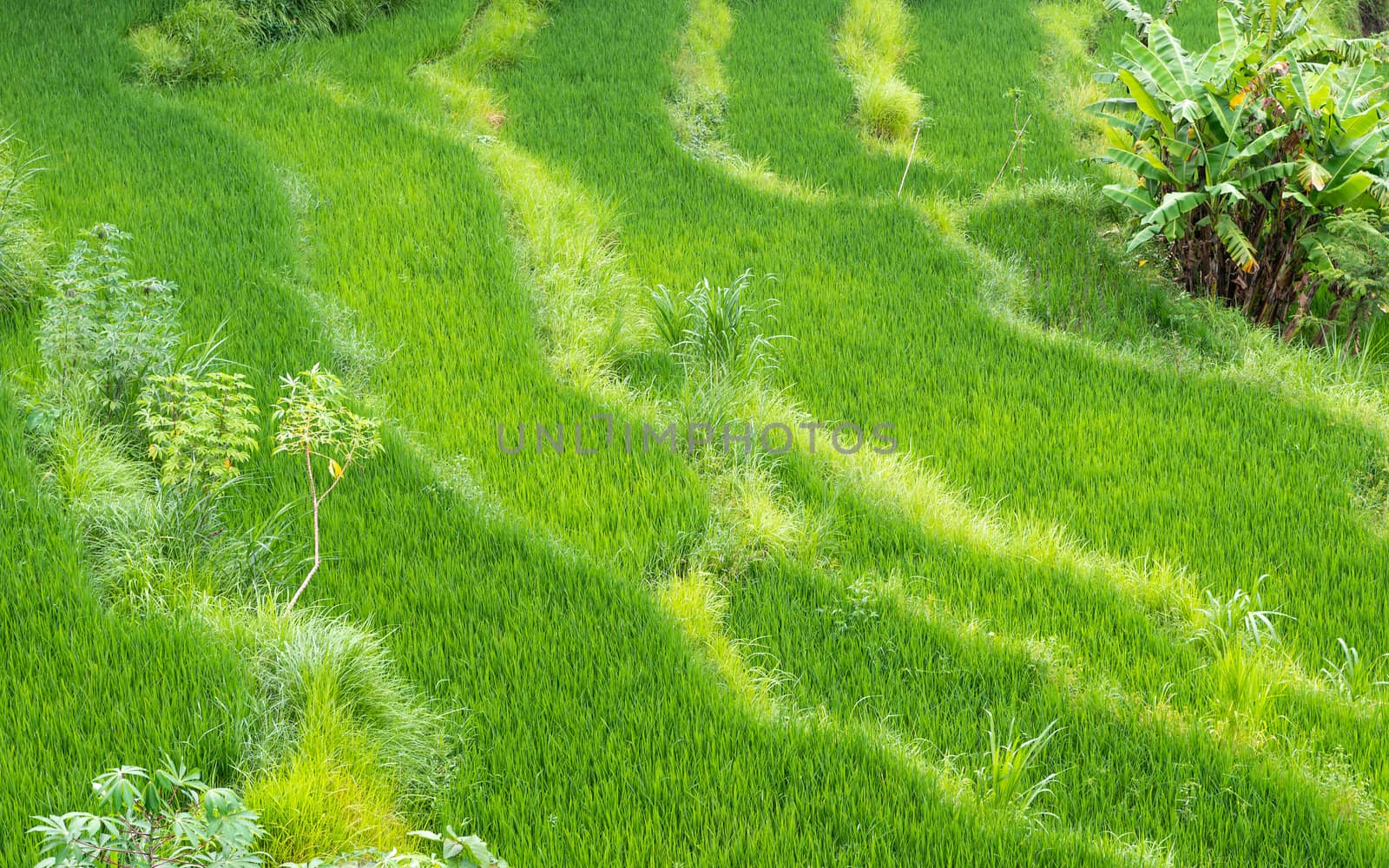 Rice paddy fields in Bali, Indonesia