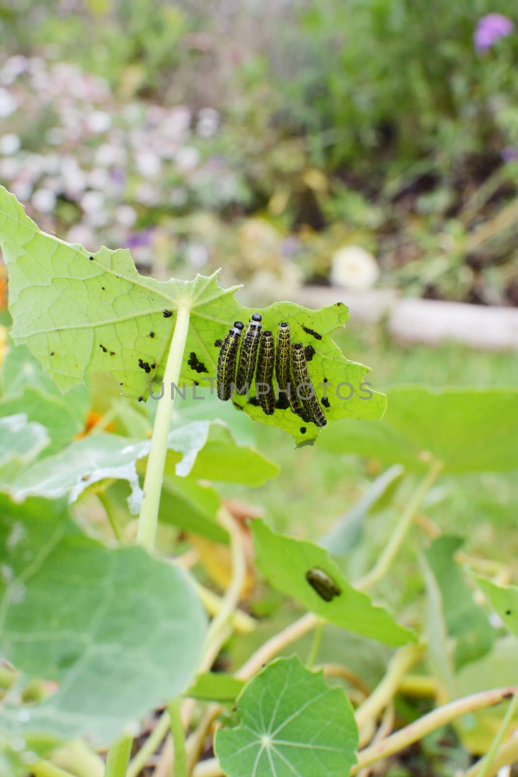 Five small cabbage white caterpillars on the underside of a nasturtium leaf in a flower garden, eating the foliage