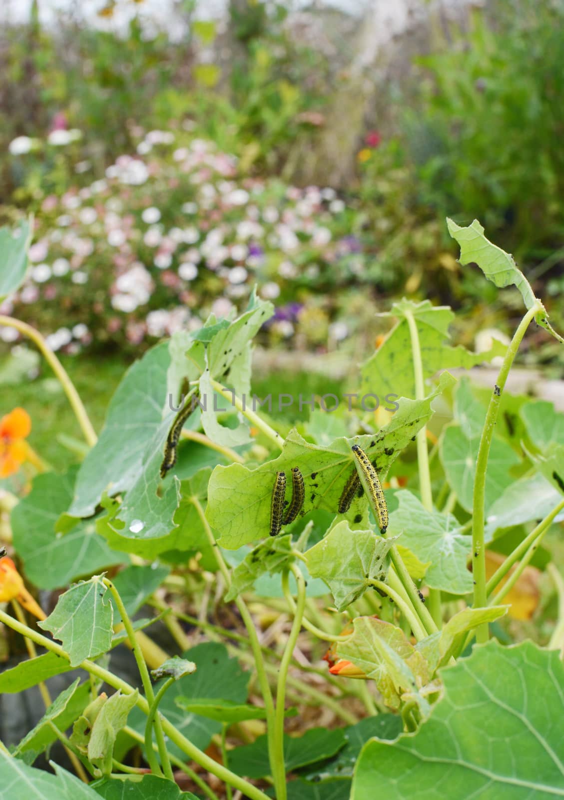 Many cabbage white caterpillars feeding on foliage by sarahdoow