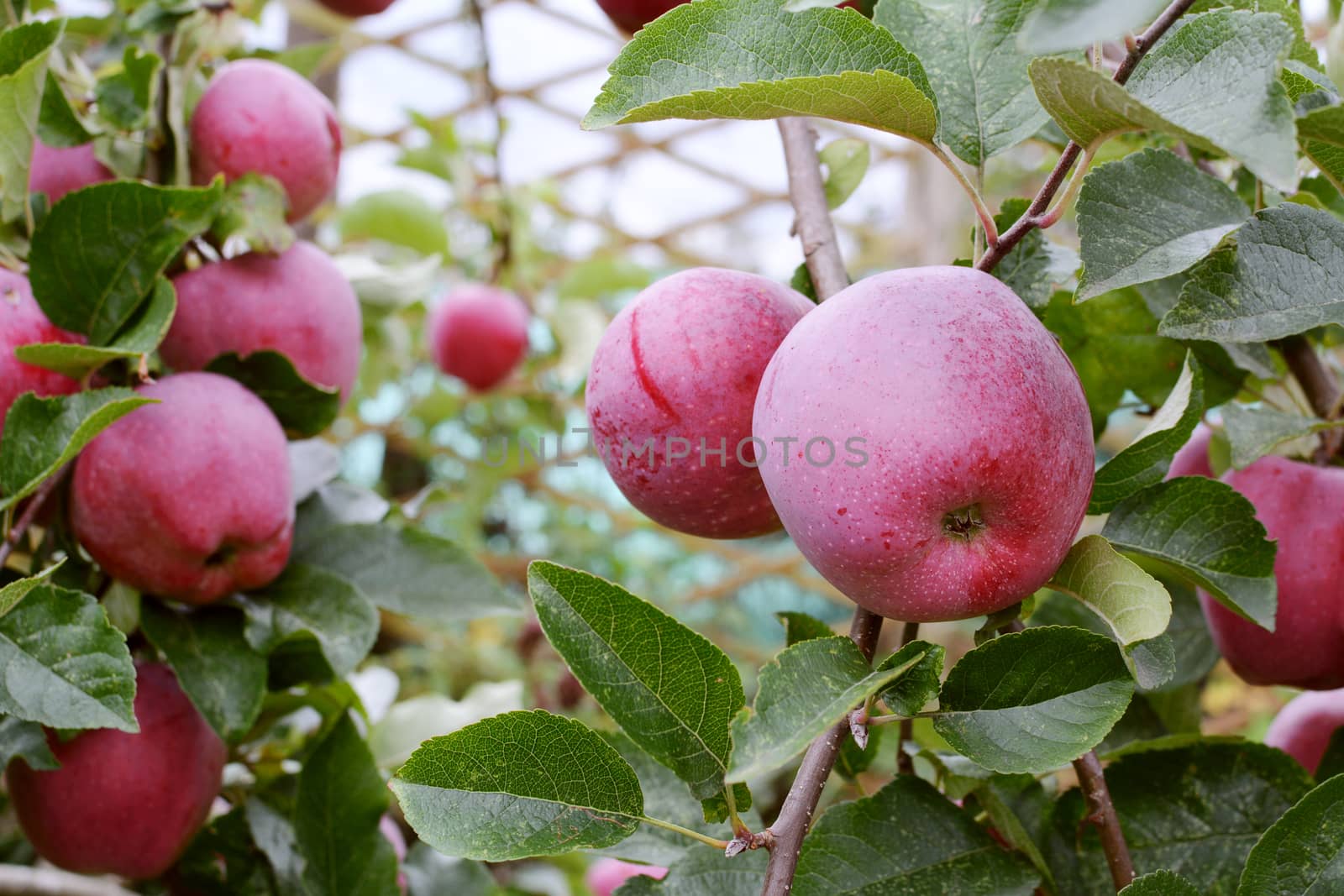 Red Braeburn apples on the branch of the apple tree by sarahdoow