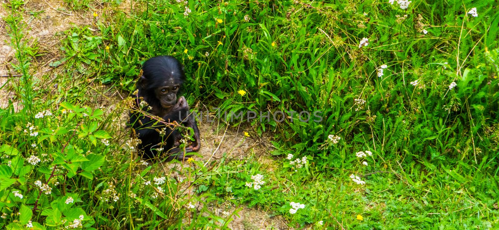Adorable bonobo infant sitting in the grass, human ape baby, Endangered primate specie from Africa by charlottebleijenberg