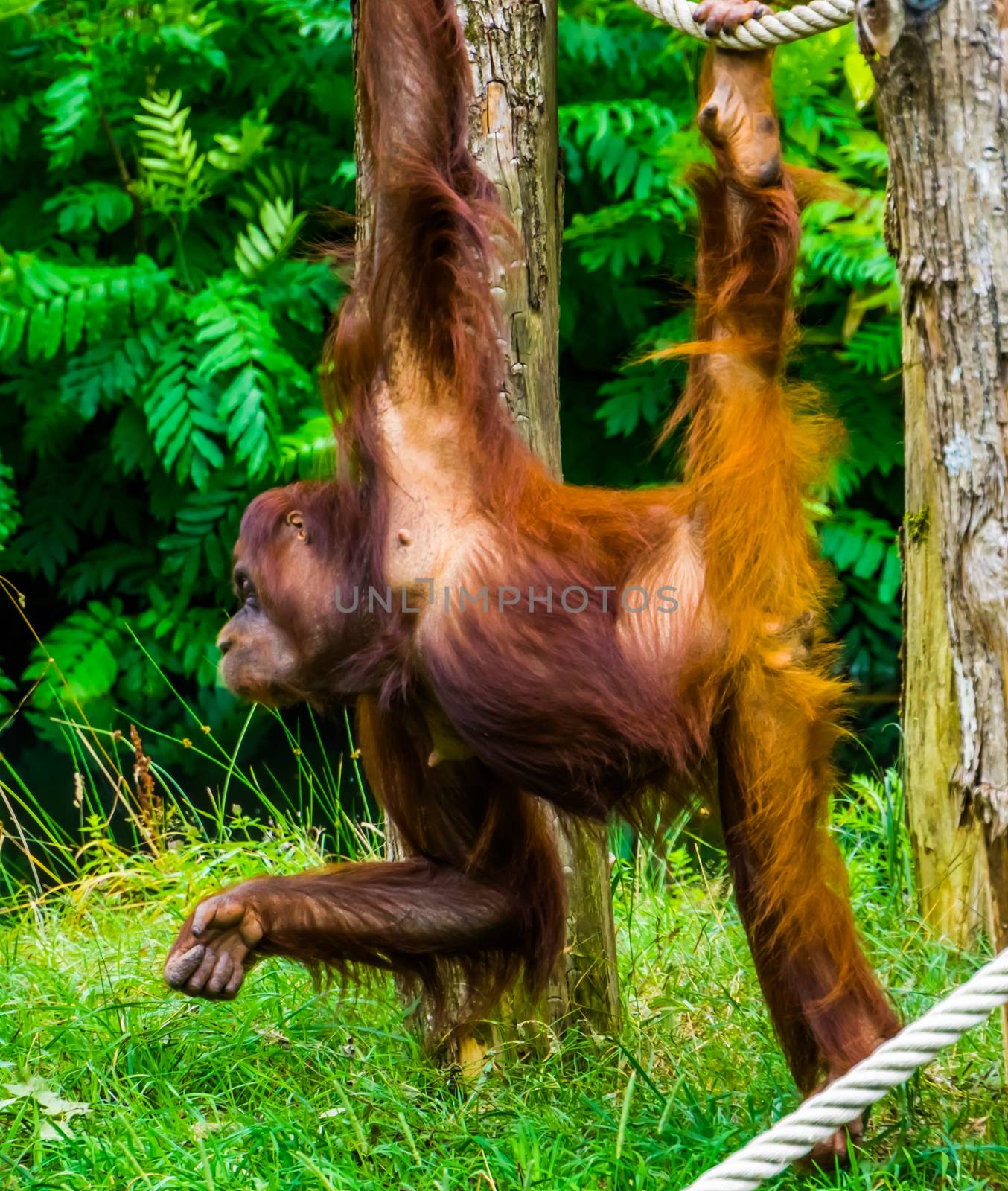 closeup of a bornean orangutan hanging on a wooden pole, beautiful tropical primate, critically endangered animal specie from Borneo by charlottebleijenberg