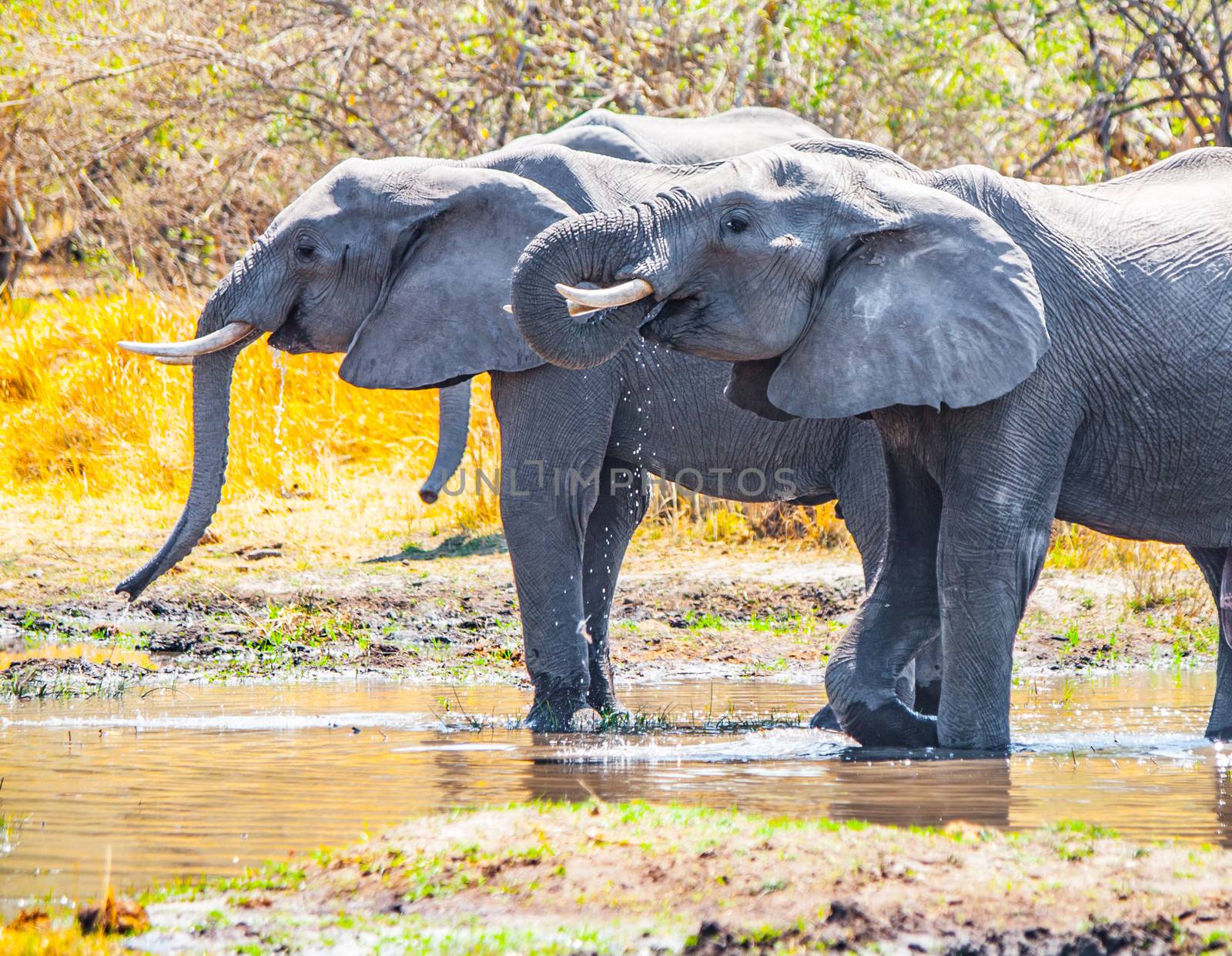 Thirsty african elephants drinking water at waterhole. Moremi Game Reserve, Okavango Region, Botswana by pyty