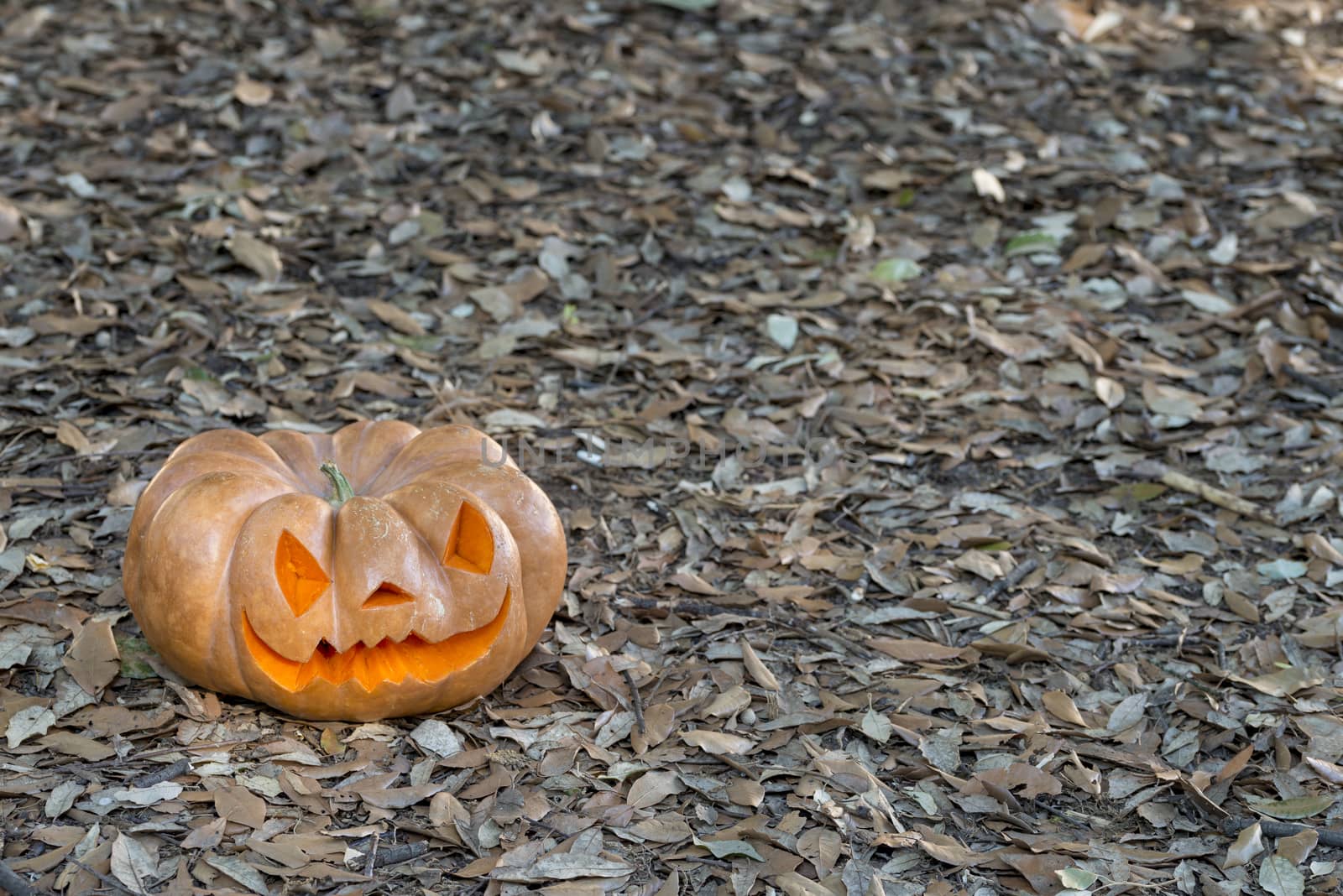 orange halloween pumpkin with carving, crushed and collapsible typology, on a background in nature or white