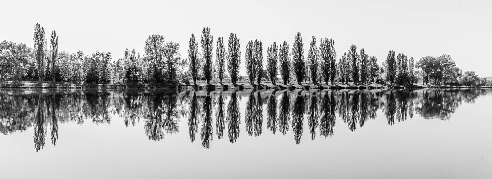 Alley of lush green poplar trees reflected in the water on sunny summer day. Black and white image.