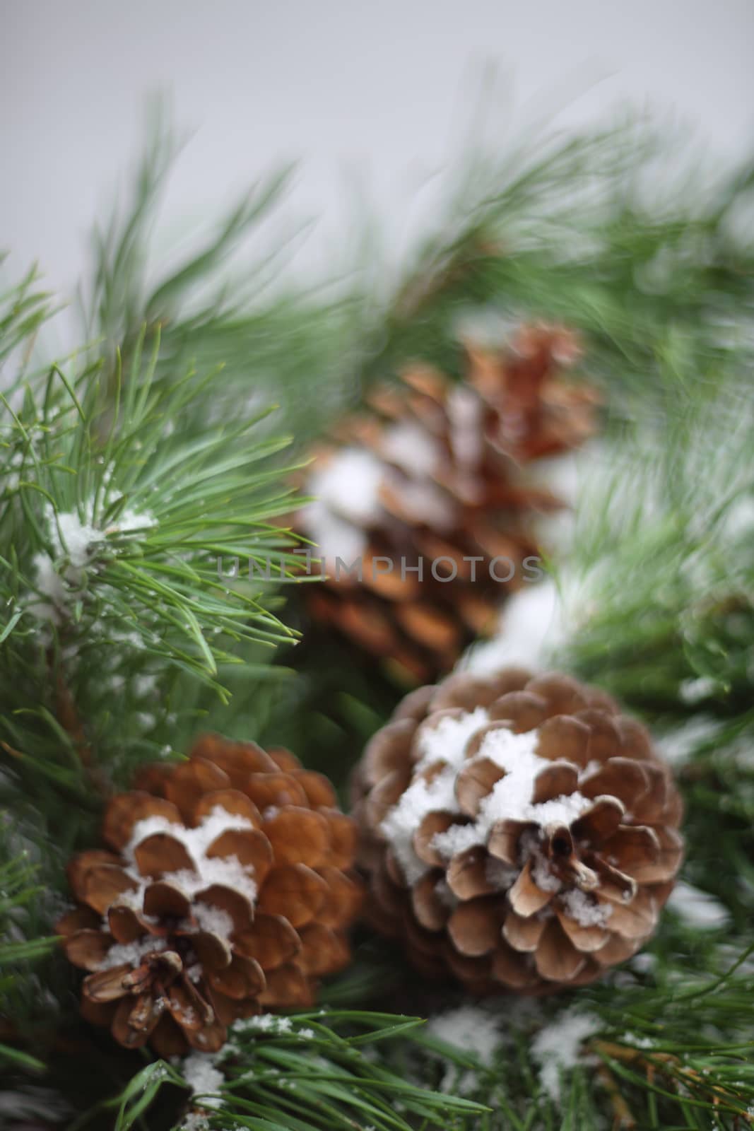 Green pine christmas tree green branch and cones background with with copy space