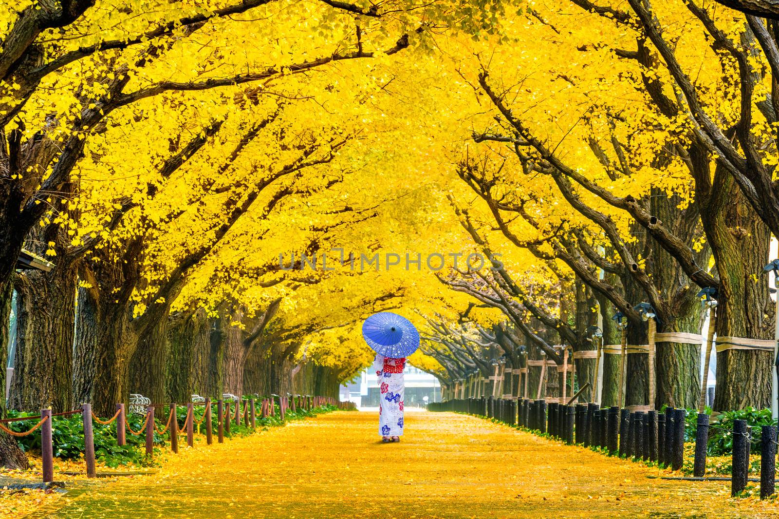 Beautiful girl wearing japanese traditional kimono at row of yellow ginkgo tree in autumn. Autumn park in Tokyo, Japan. by gutarphotoghaphy
