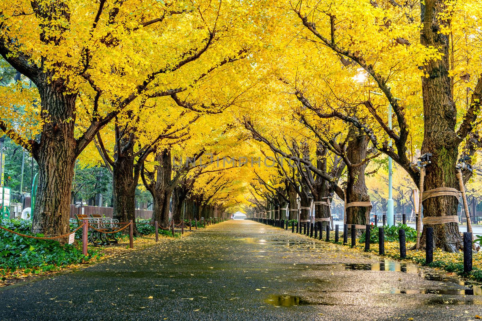 Row of yellow ginkgo tree in autumn. Autumn park in Tokyo, Japan by gutarphotoghaphy