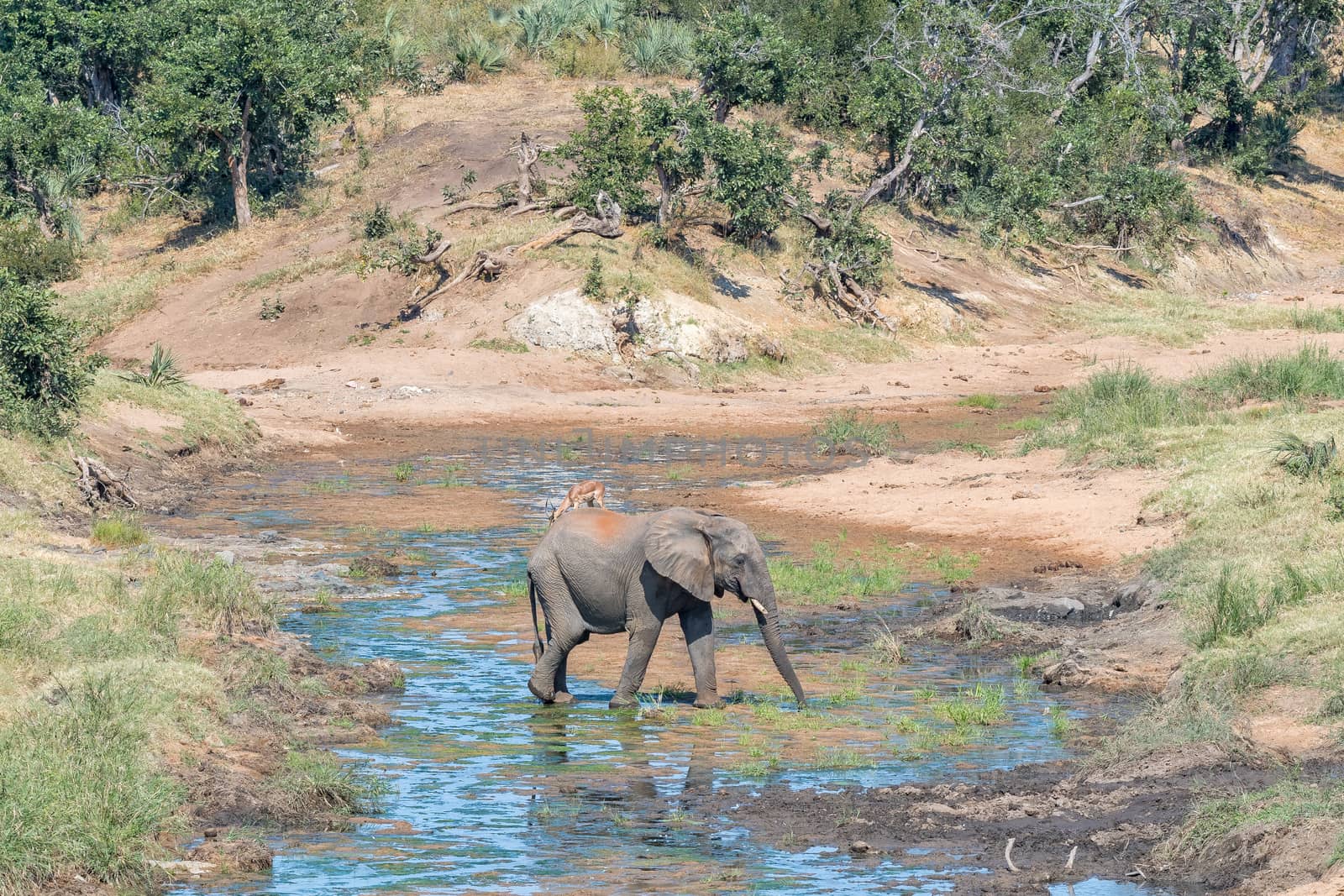 An african elephant, Loxodonta africana, crossing the Ngwenyeni River