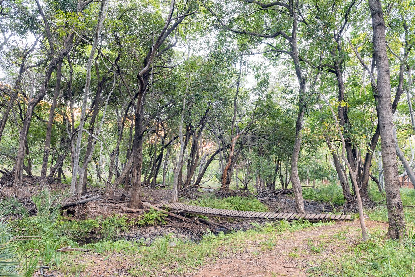 A wooden pedestrian bridge on the Kudu Trail at the Swadini Holiday Resort