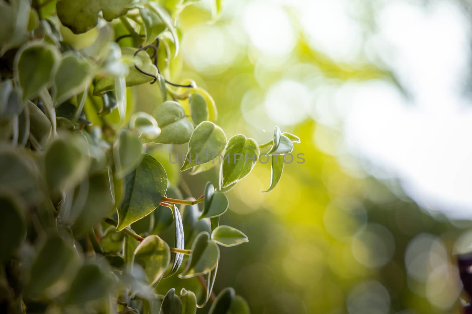 Close Up green leaf under sunlight in the garden. Natural backgr by teerawit