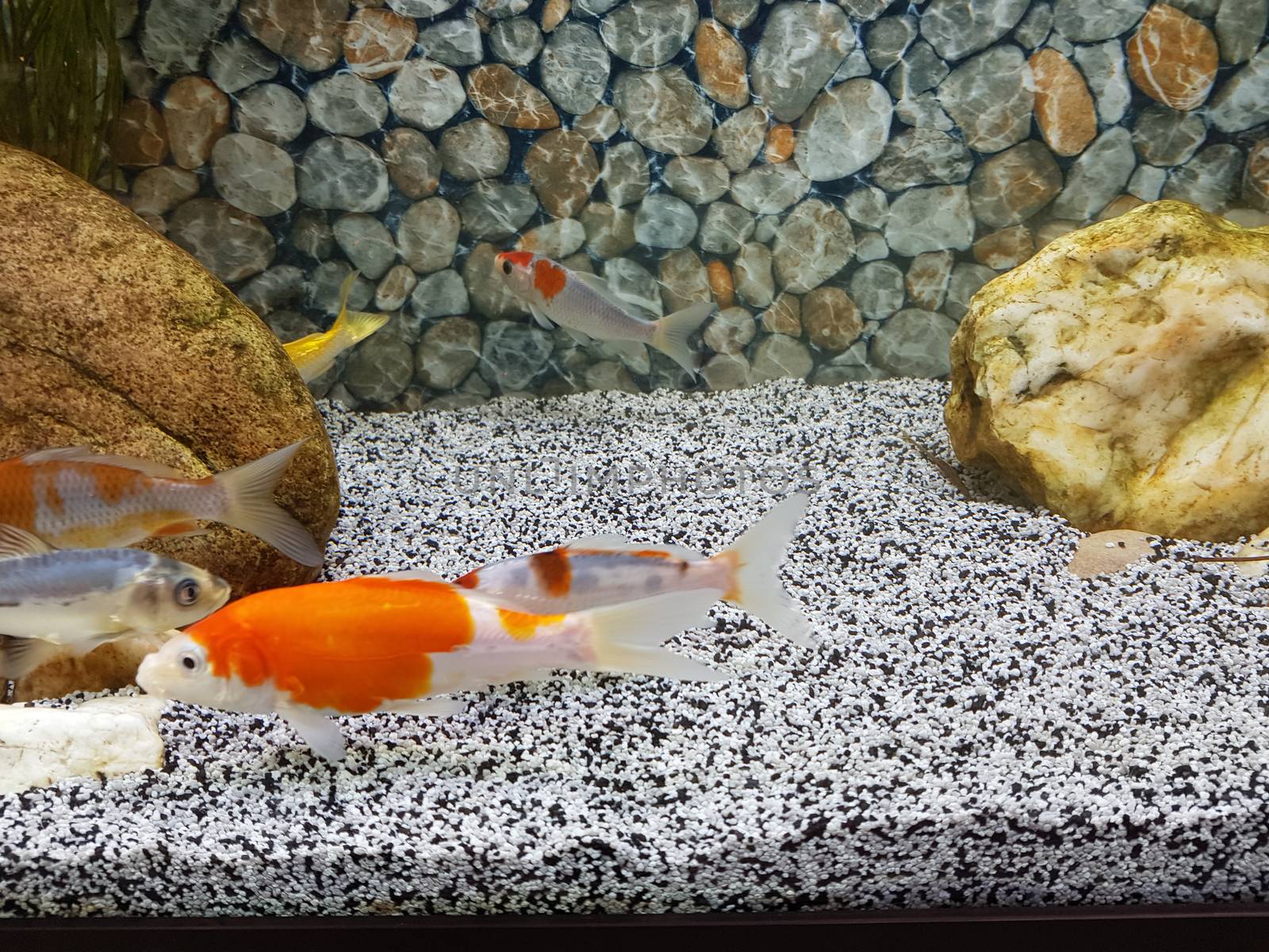 Goldfish swim in a beautiful house aquarium. Aquarium floor and background of pebbles