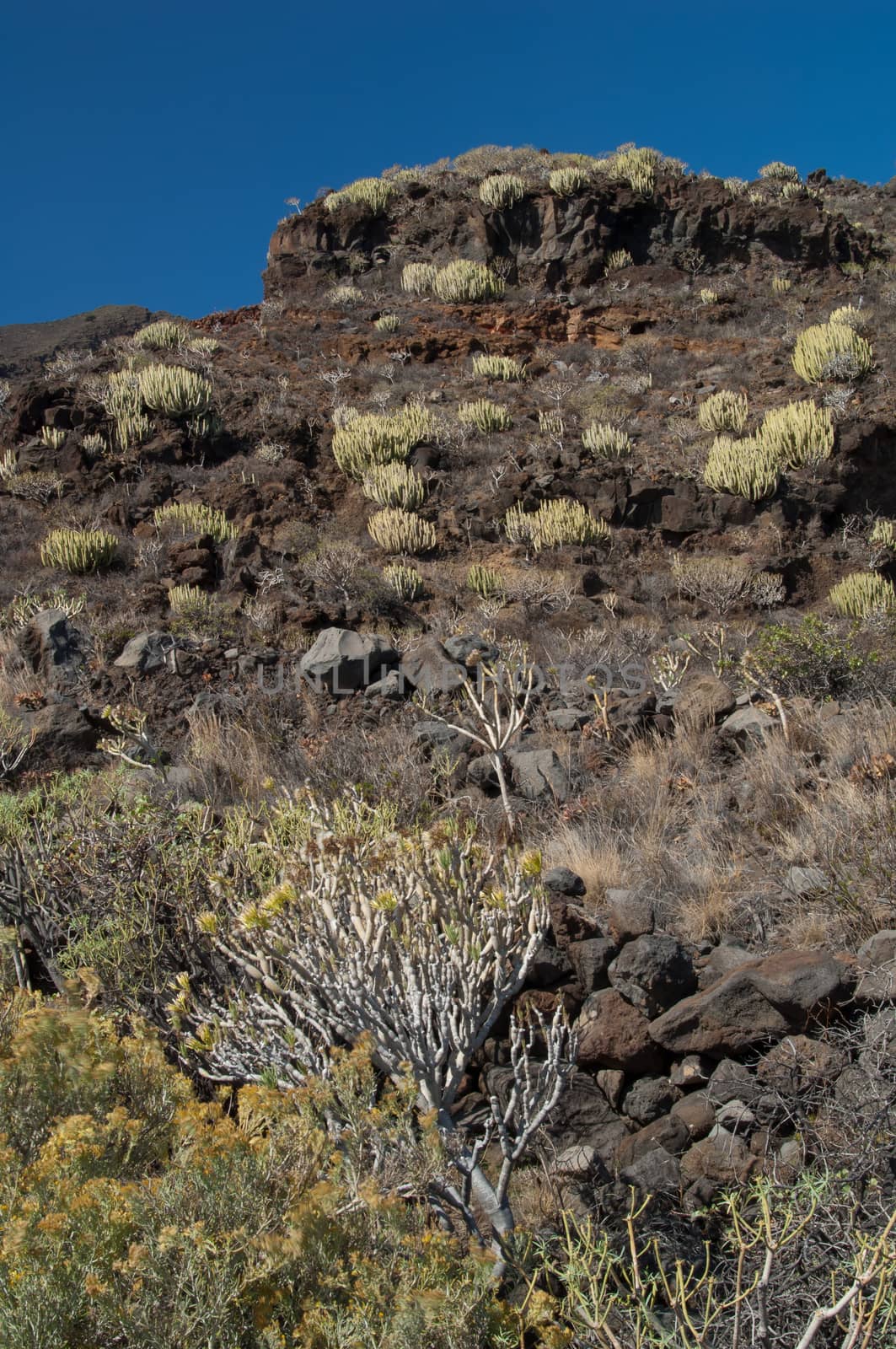 Timijiraque Protected Landscape. Valverde. El Hierro. Canary Islands. Spain.