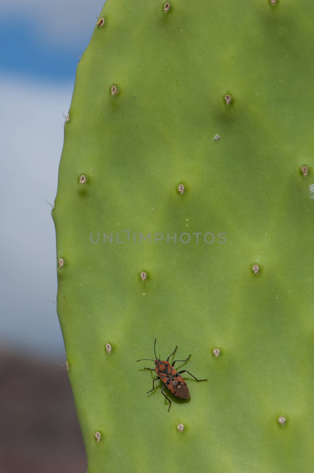 Seed bug (Spilostethus pandurus) on a barbary fig (Opuntia maxima). Timijiraque Protected Landscape. Valverde. El Hierro. Canary Islands. Spain.