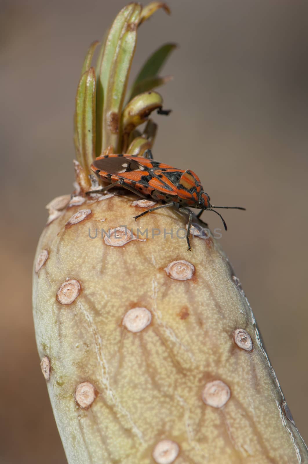 Seed bug (Spilostethus pandurus) on a Senecio kleinia. Timijiraque Protected Landscape. Valverde. El Hierro. Canary Islands. Spain.